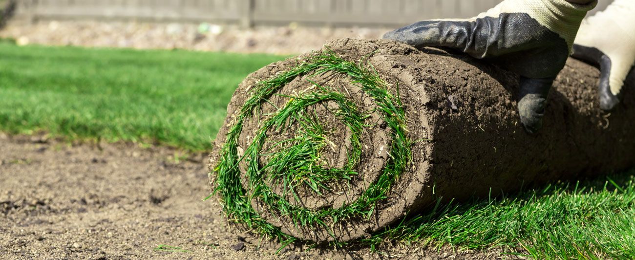 Eine behandschuhte Hand rollt eine frische Grasnarbe auf dem Boden aus.